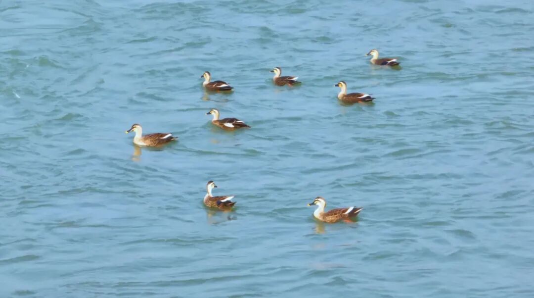今日立春！万物随春醒，美好皆可期